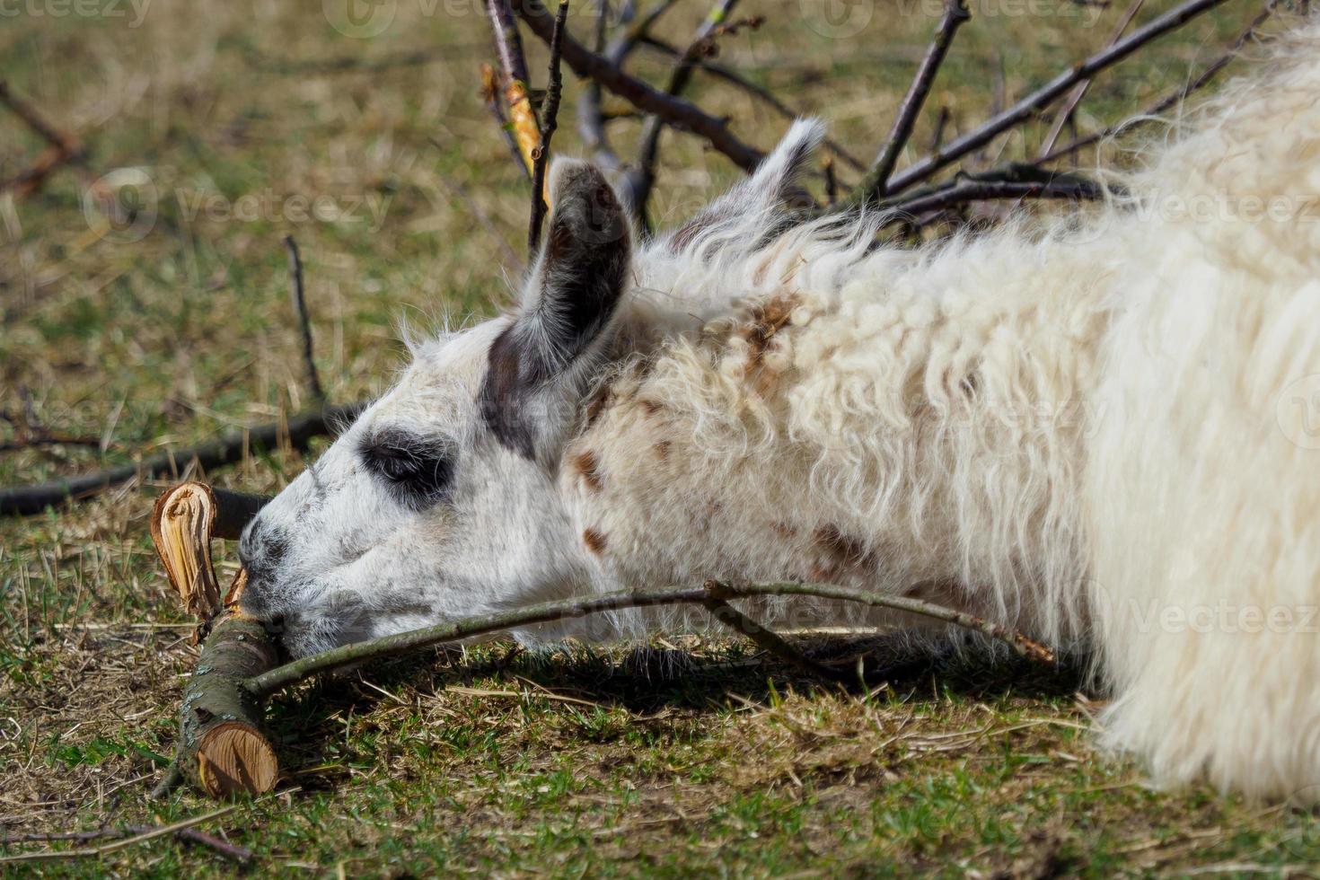 White lama with branches tree Lama glama. Portrait of a white lama glama. photo