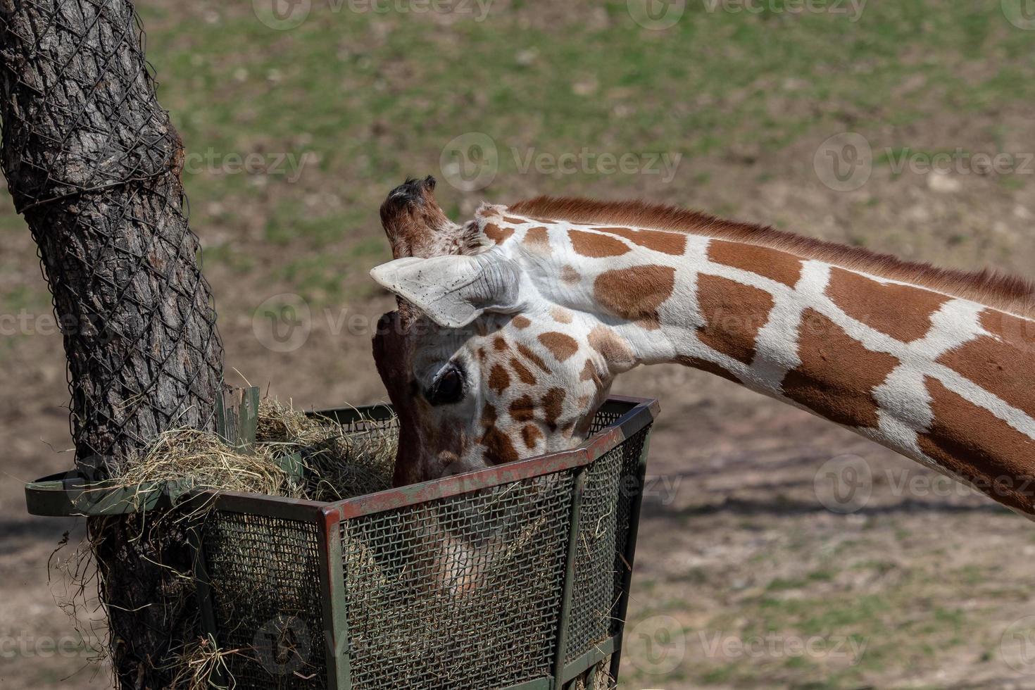 Giraffe eating hay from the basket. Giraffa camelopardalis reticulata photo