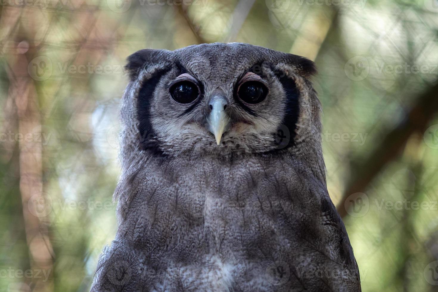 Giant Eagle Owl Bubo lacteus aka Verroux's Owl photo