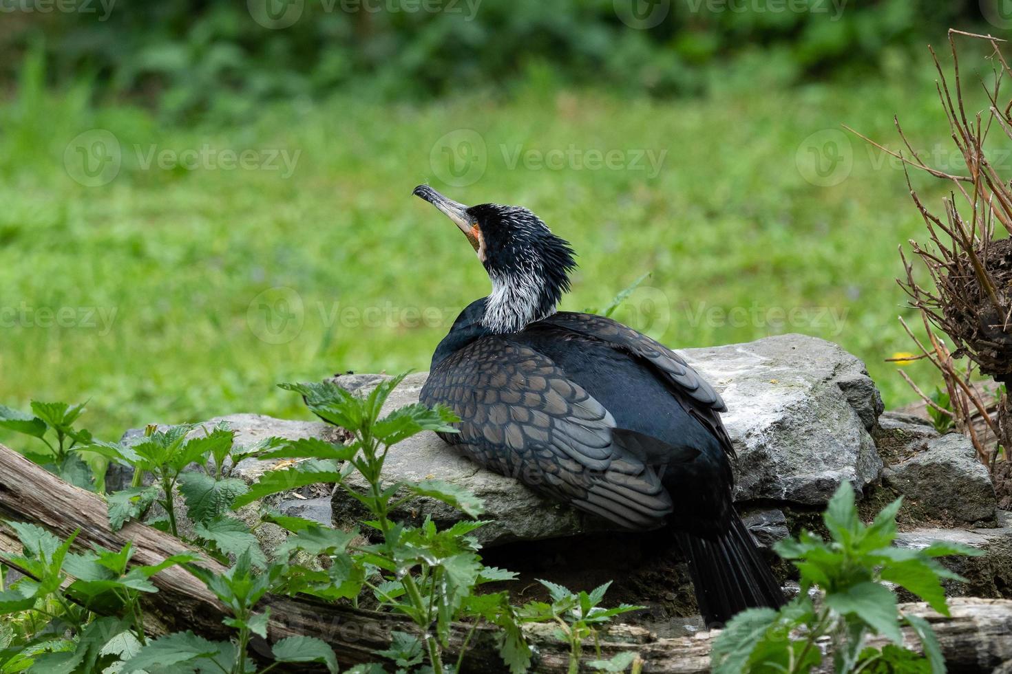 Little black cormorant perched on a rock photo