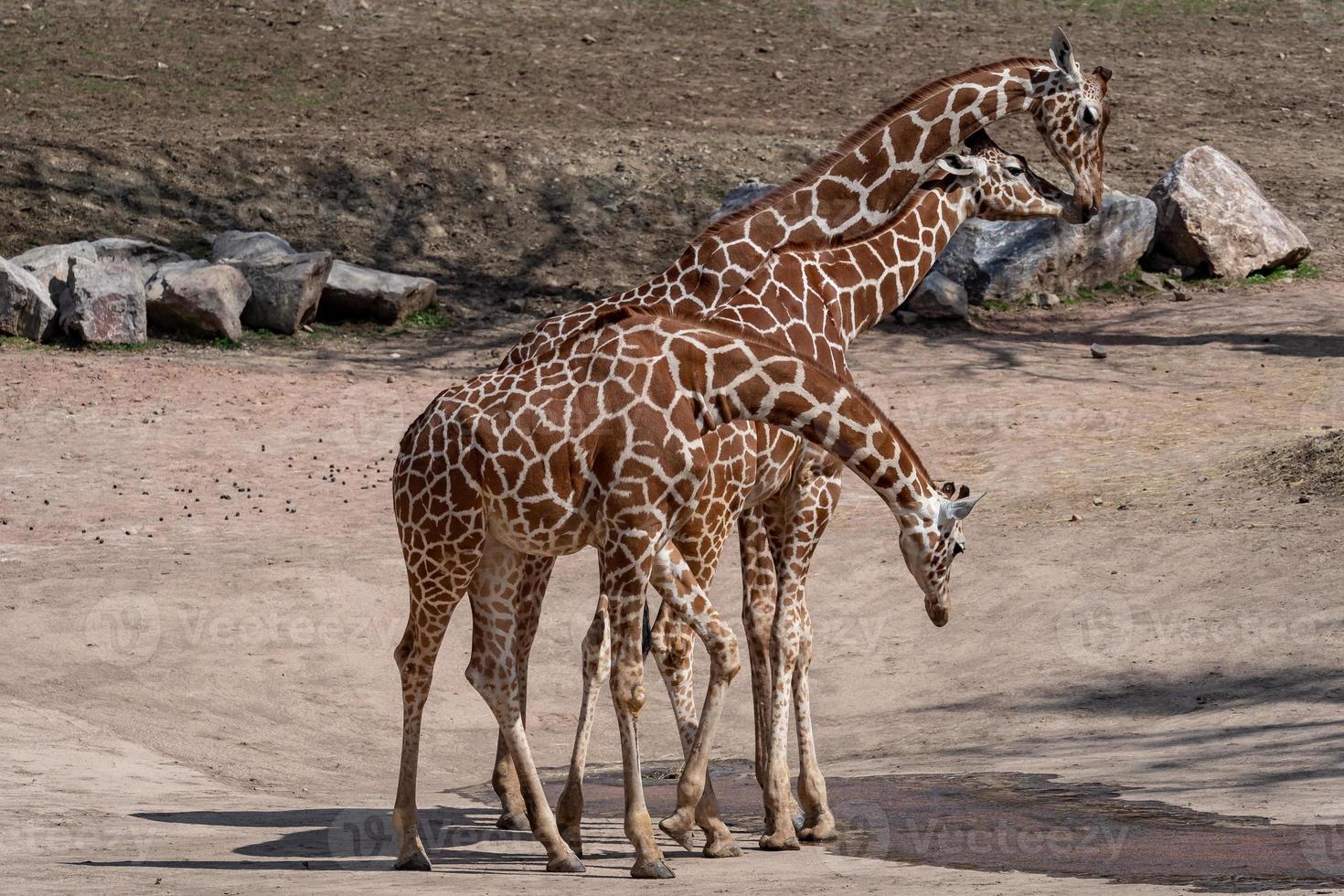 Three giraffes in the dry landscape Giraffa camelopardalis reticulata photo