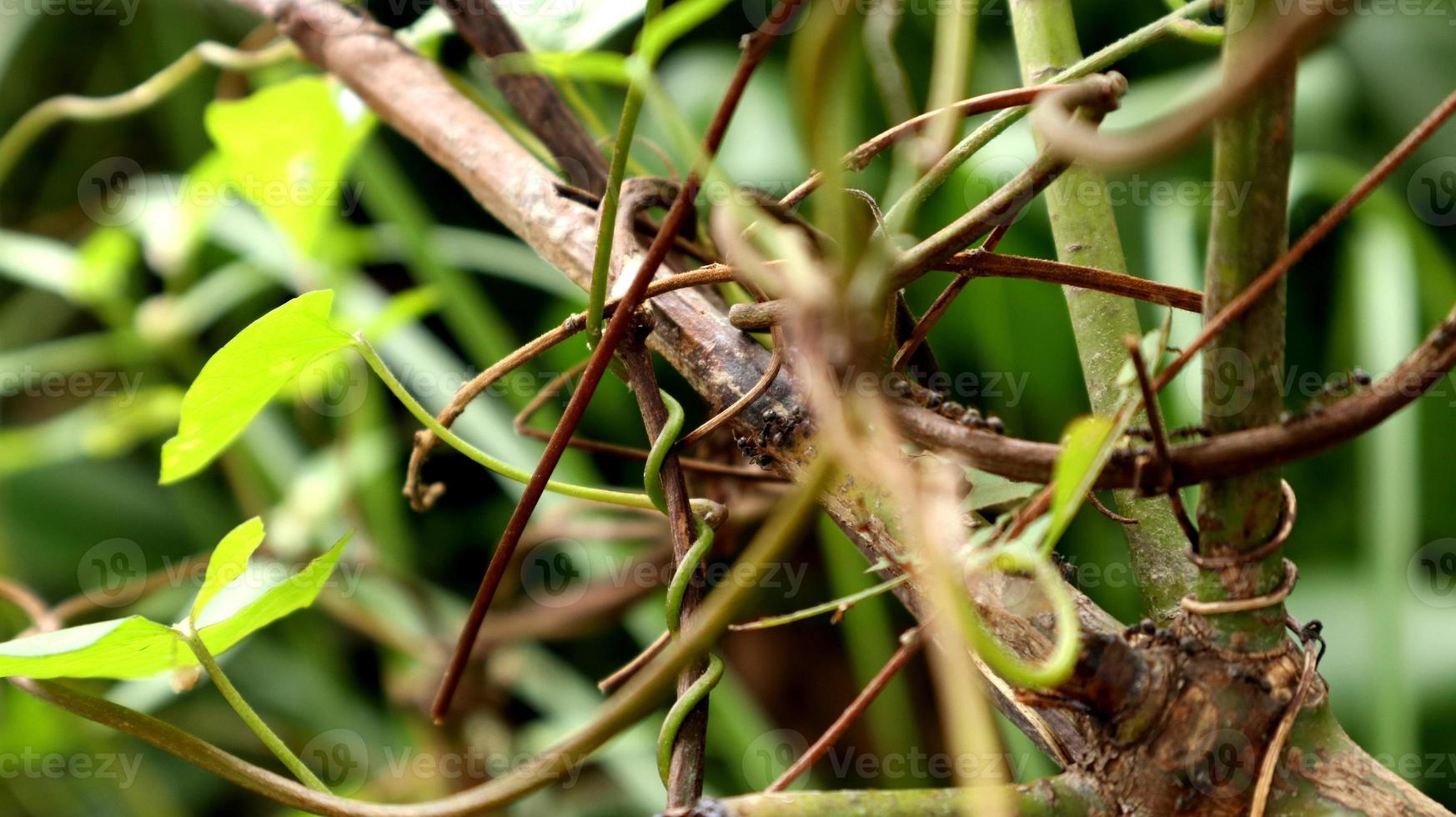 ants walking on tree branches photo