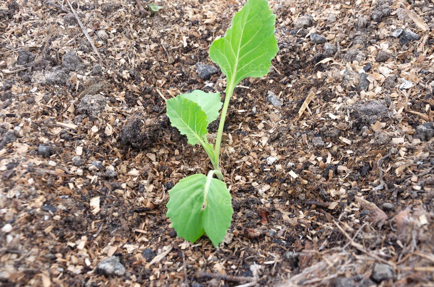 Plant Cabbage Seedlings In A Bed One Sprout Of Cabbage 17595020 Stock Plant Cabbage Seedlings In A Bed One Sprout Of Cabbage 17595020 Stock