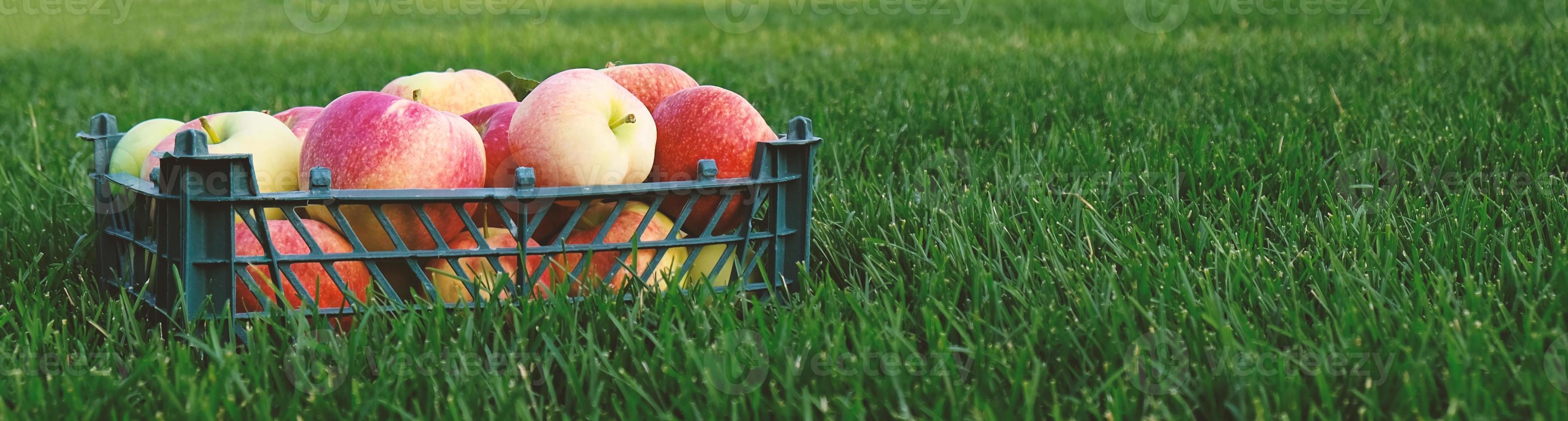 manzanas amarillas rojas en una caja de plástico sobre la hierba verde. cosecha de frutas en el jardín en otoño, temporada del festival de la cosecha. manzanas de granja orgánica. plantilla para publicidad. foto