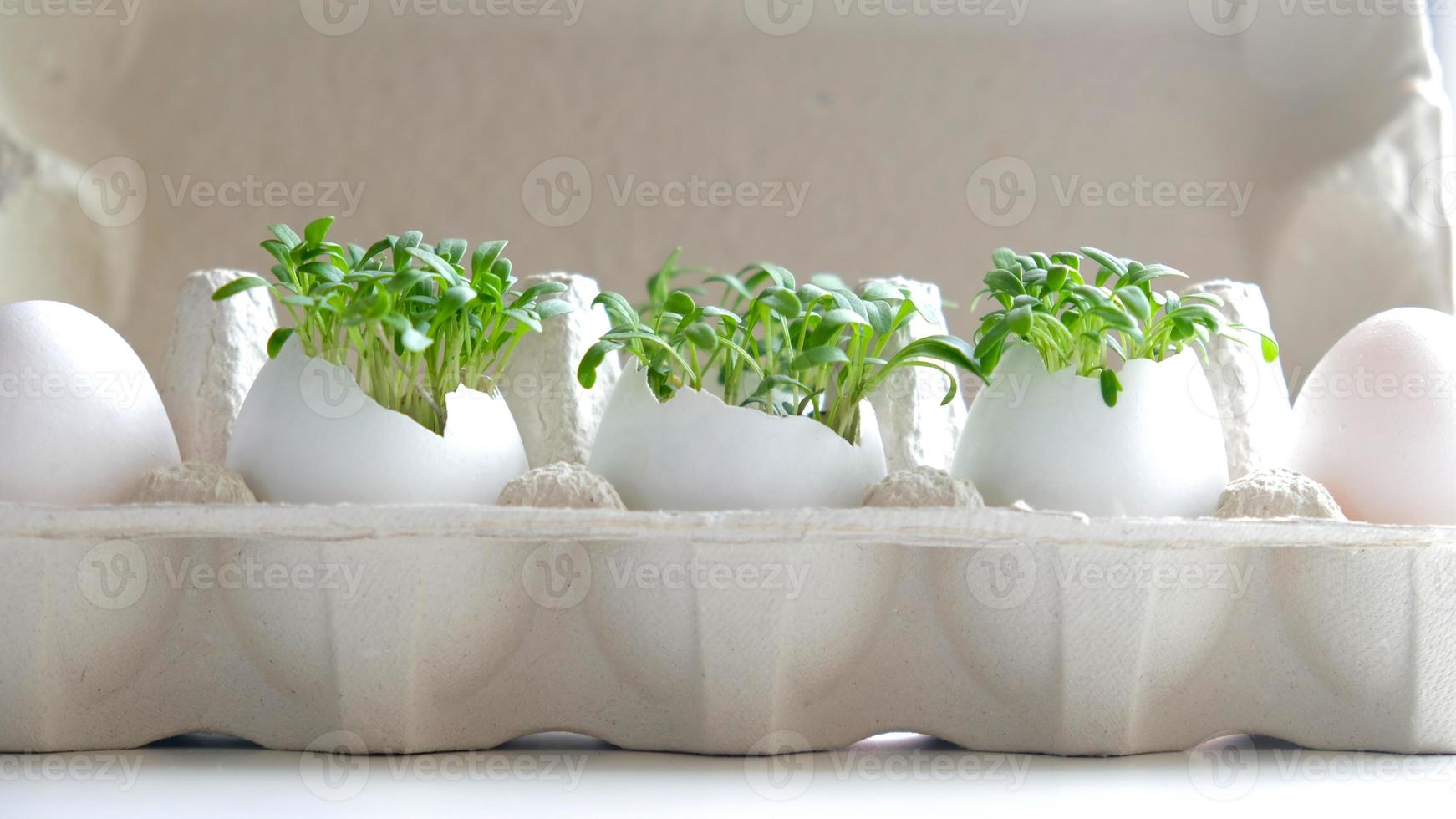 Fresh microgreens watercress grows in an white egg shell in paper egg box. Vegan and healthy eating concept. Creative eco concept. Zero waste. Close-up. Easter banner. photo