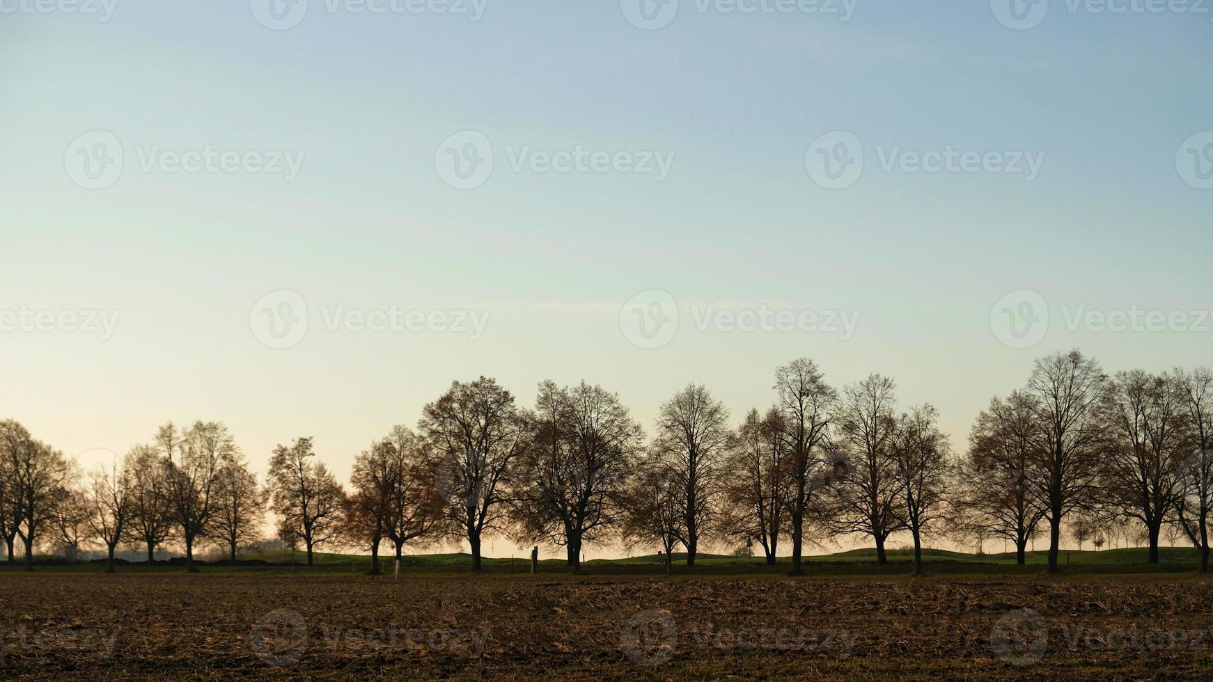 Row of trees on the horizon, autumn sepia picture. Sunset sky. photo