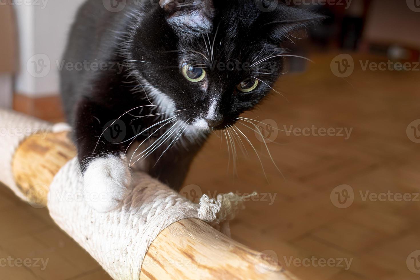 gato negro doméstico inspeccionando con entusiasmo un árbol de gatos improvisado tirado en el suelo en casa. foto