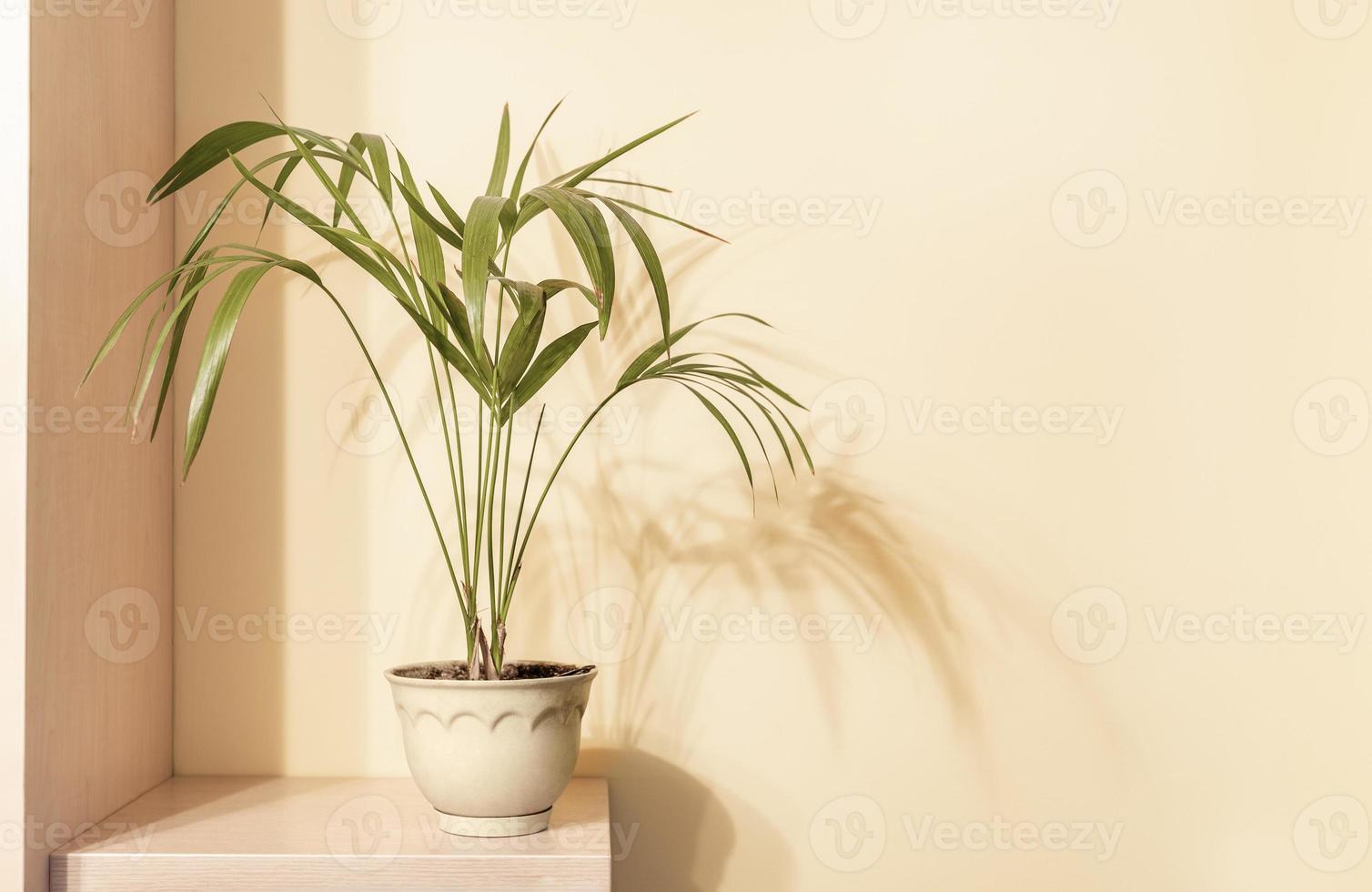 Howea houseplant in flower pot on wooden shelf with shadows on beige wall. Trend monochrome minimal floral design. photo