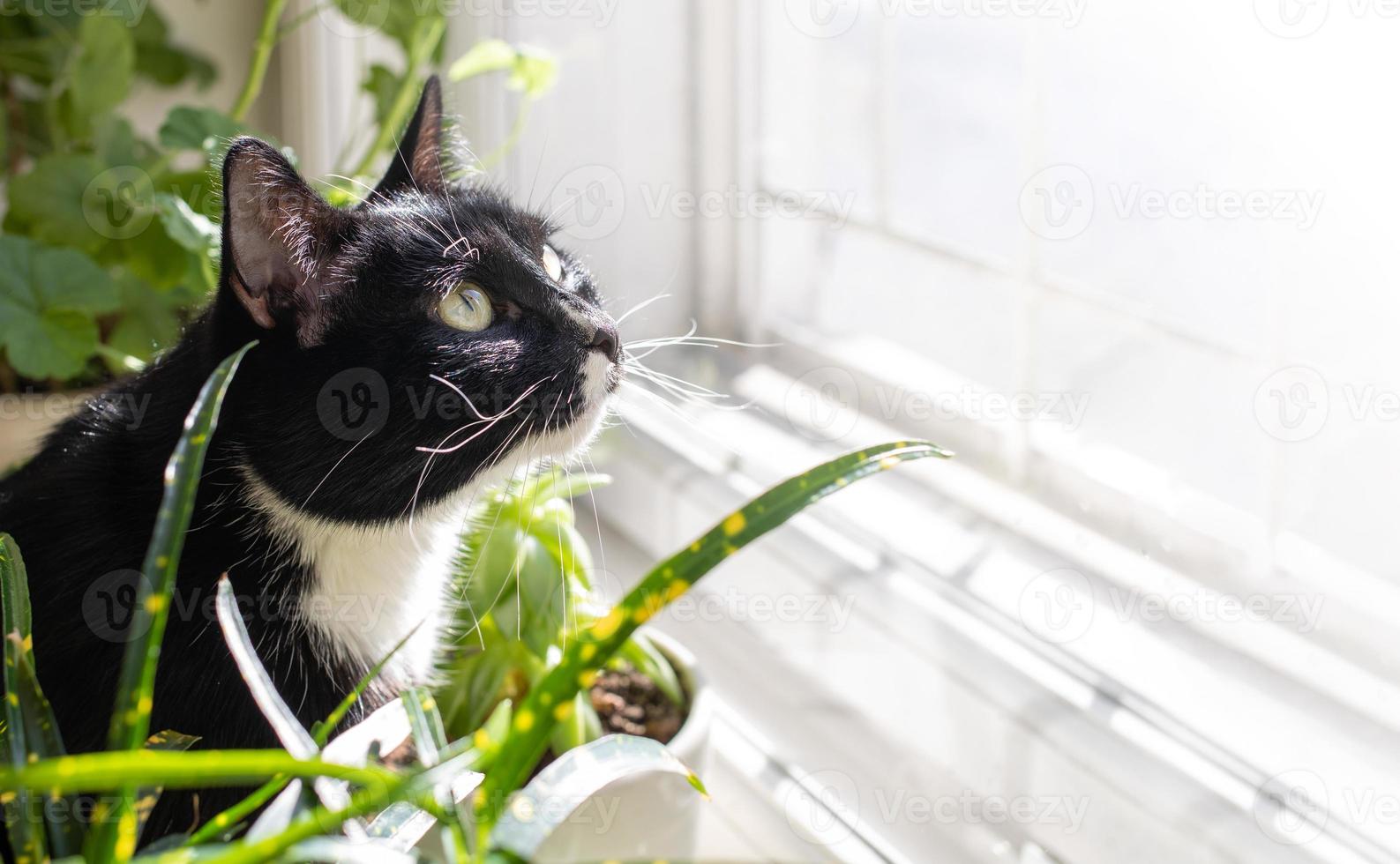 gato blanco y negro sentado frente a una ventana iluminada por el sol entre plantas verdes y mirándolo. foto