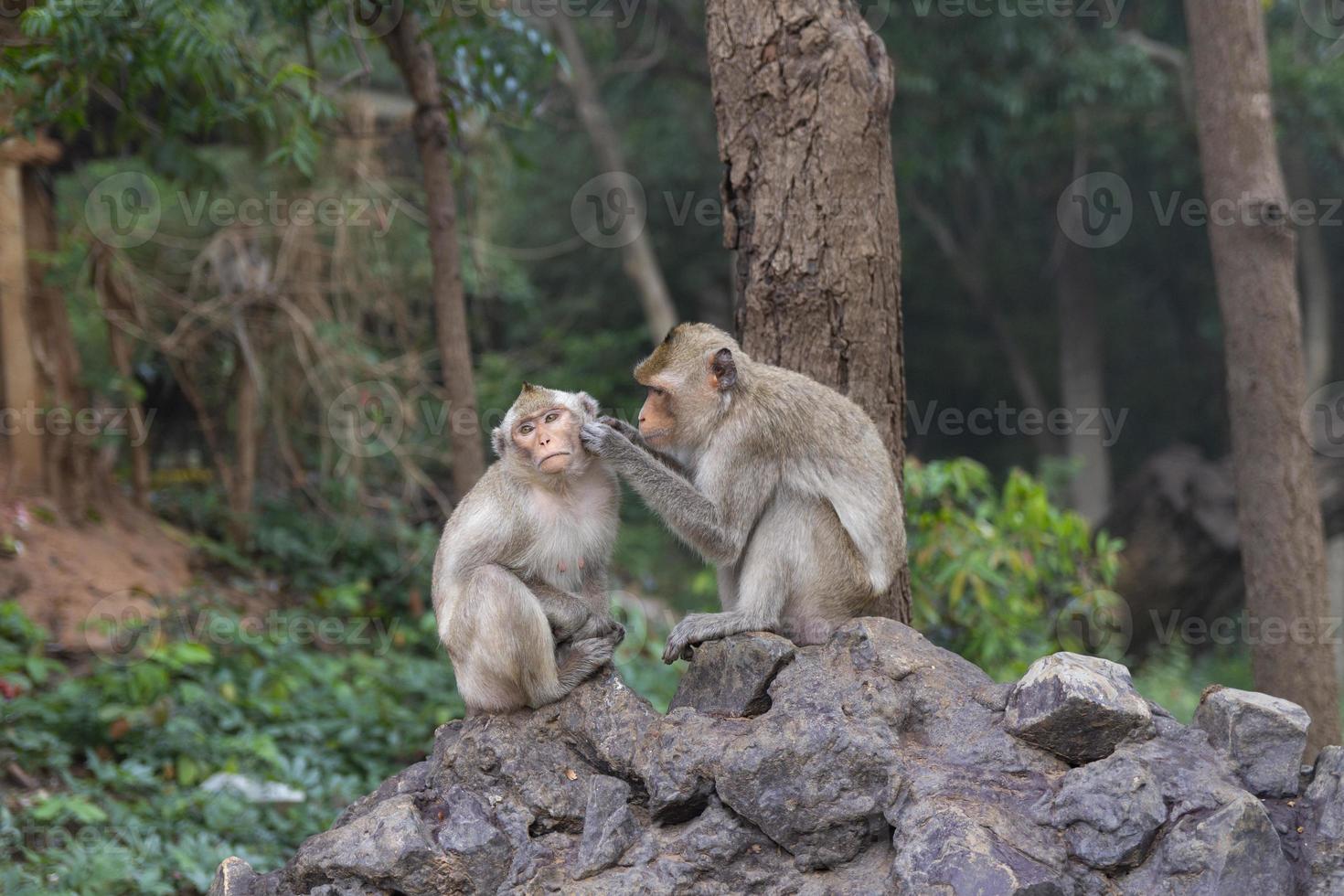Two monkeys are looking for lice for each other on a rock in the forest. photo