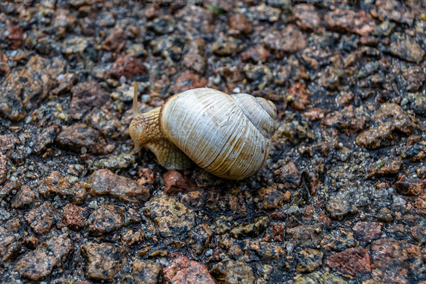 Big garden snail in shell crawling on wet road hurry home photo