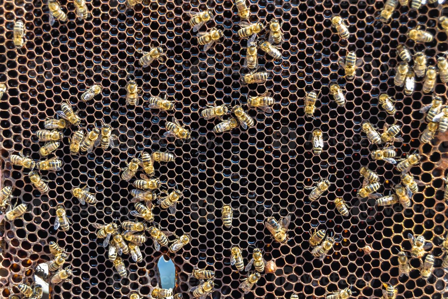 Abstract hexagon structure is honeycomb from bee hive filled photo
