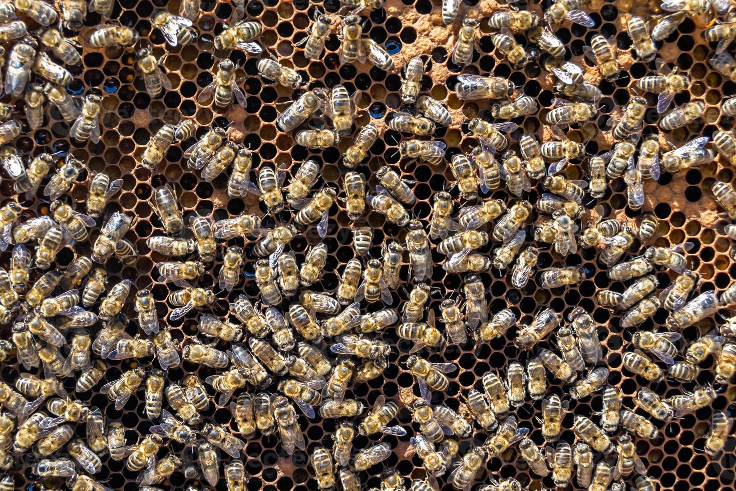 La estructura hexagonal abstracta es un panal de abejas lleno de colmena foto