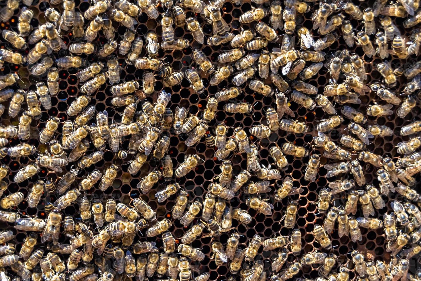 Abstract hexagon structure is honeycomb from bee hive filled photo