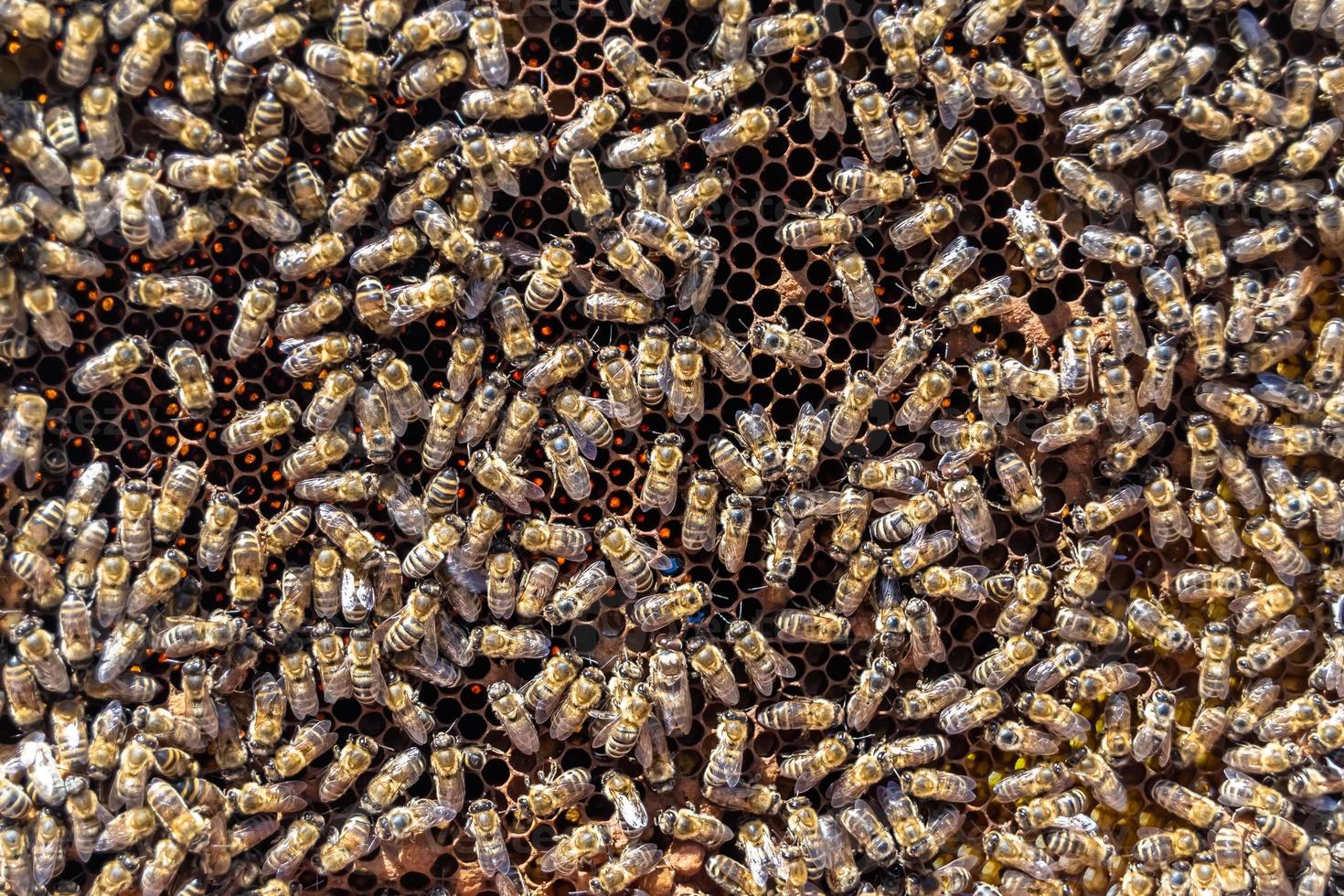Abstract hexagon structure is honeycomb from bee hive filled photo