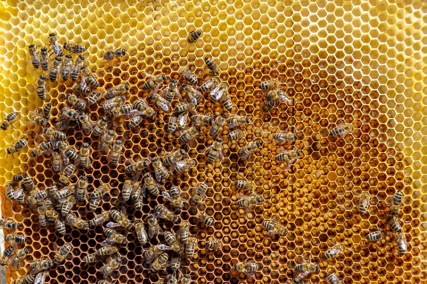 Abstract hexagon structure is honeycomb from bee hive filled photo