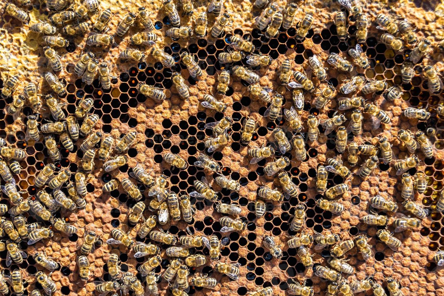 Abstract hexagon structure is honeycomb from bee hive filled photo