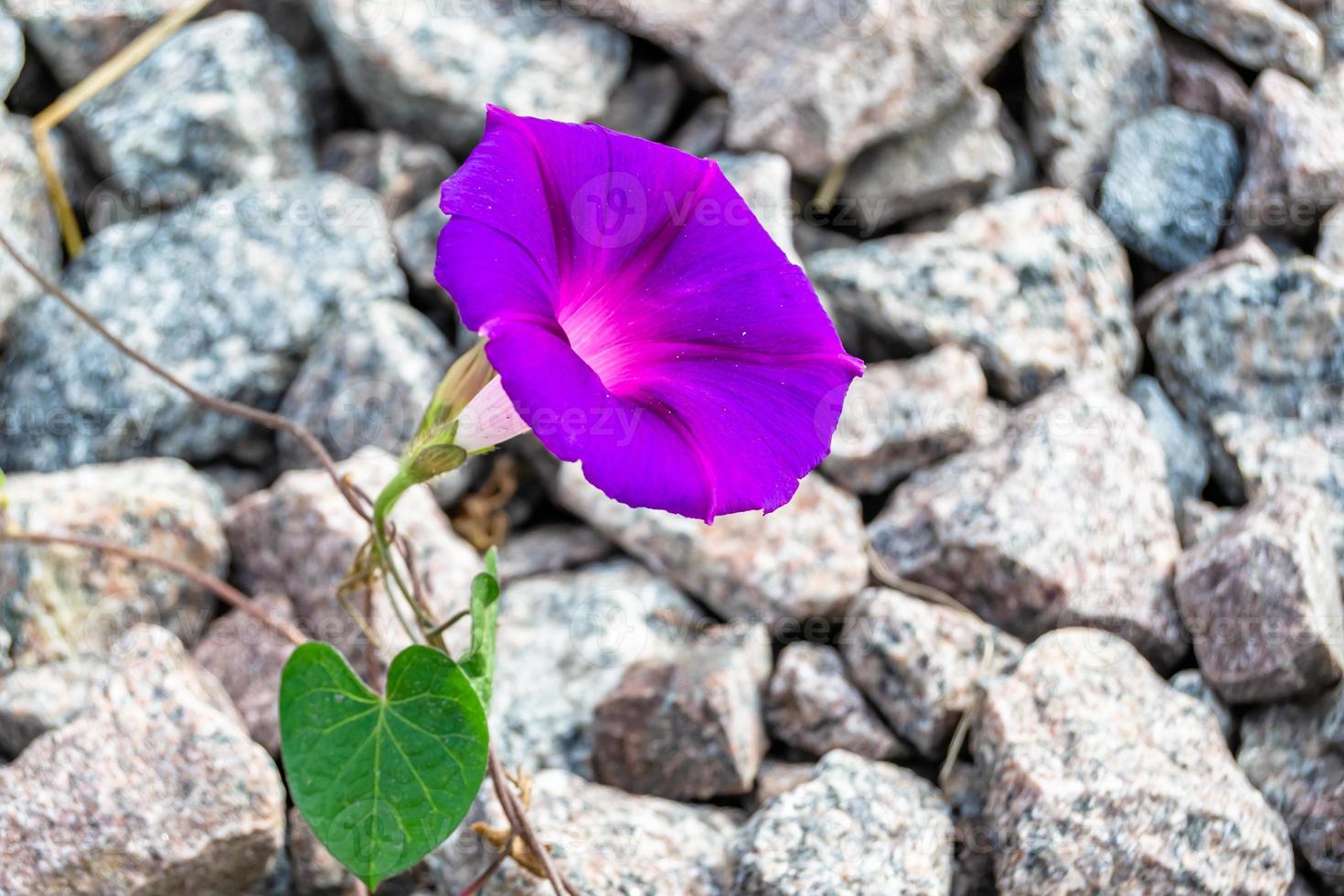 Photography on theme beautiful wild growing flower petunia on background meadow, photo