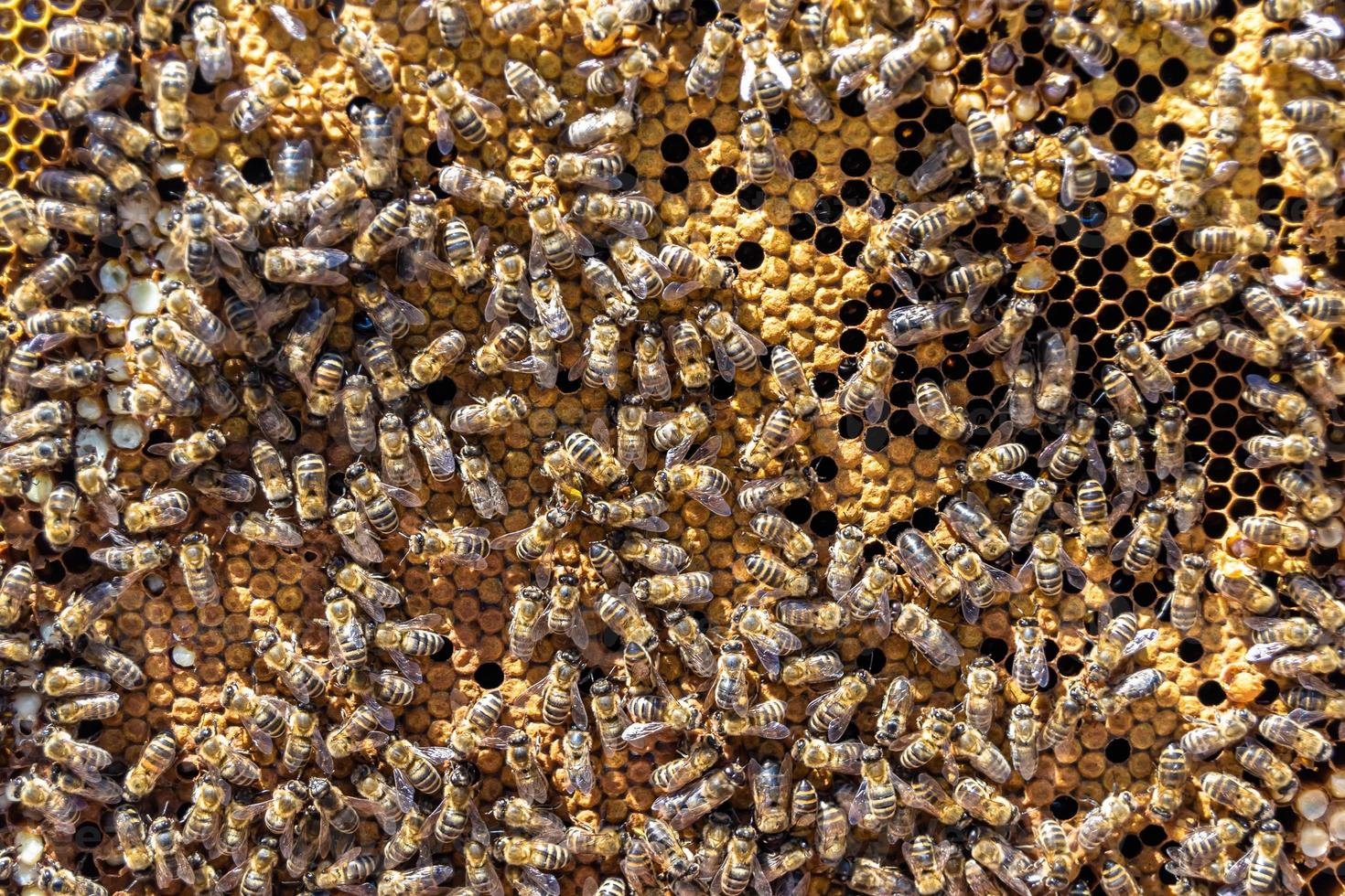 Abstract hexagon structure is honeycomb from bee hive filled photo