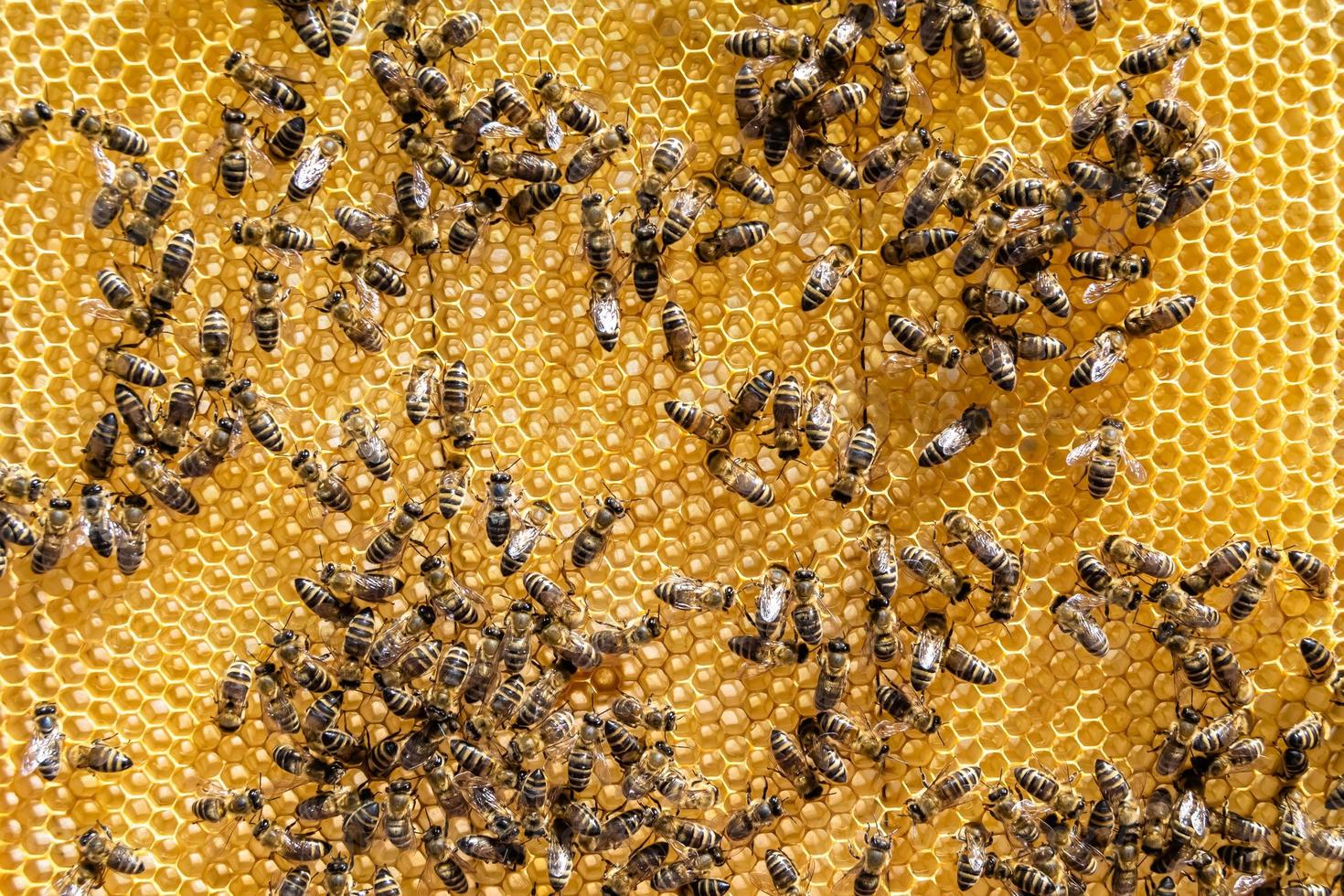 Abstract hexagon structure is honeycomb from bee hive filled photo
