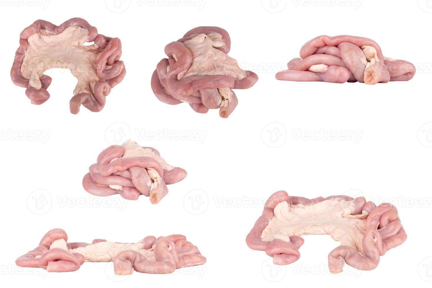 Fresh Pork Intestines isolated on white background 17599519 Stock Photo