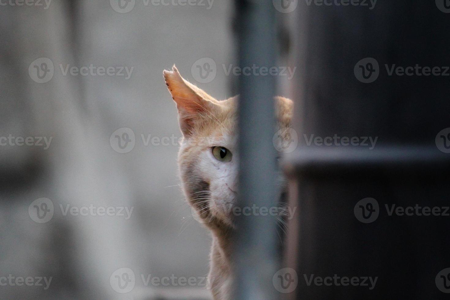 Alert street cat sitting quietly beside water tank photo