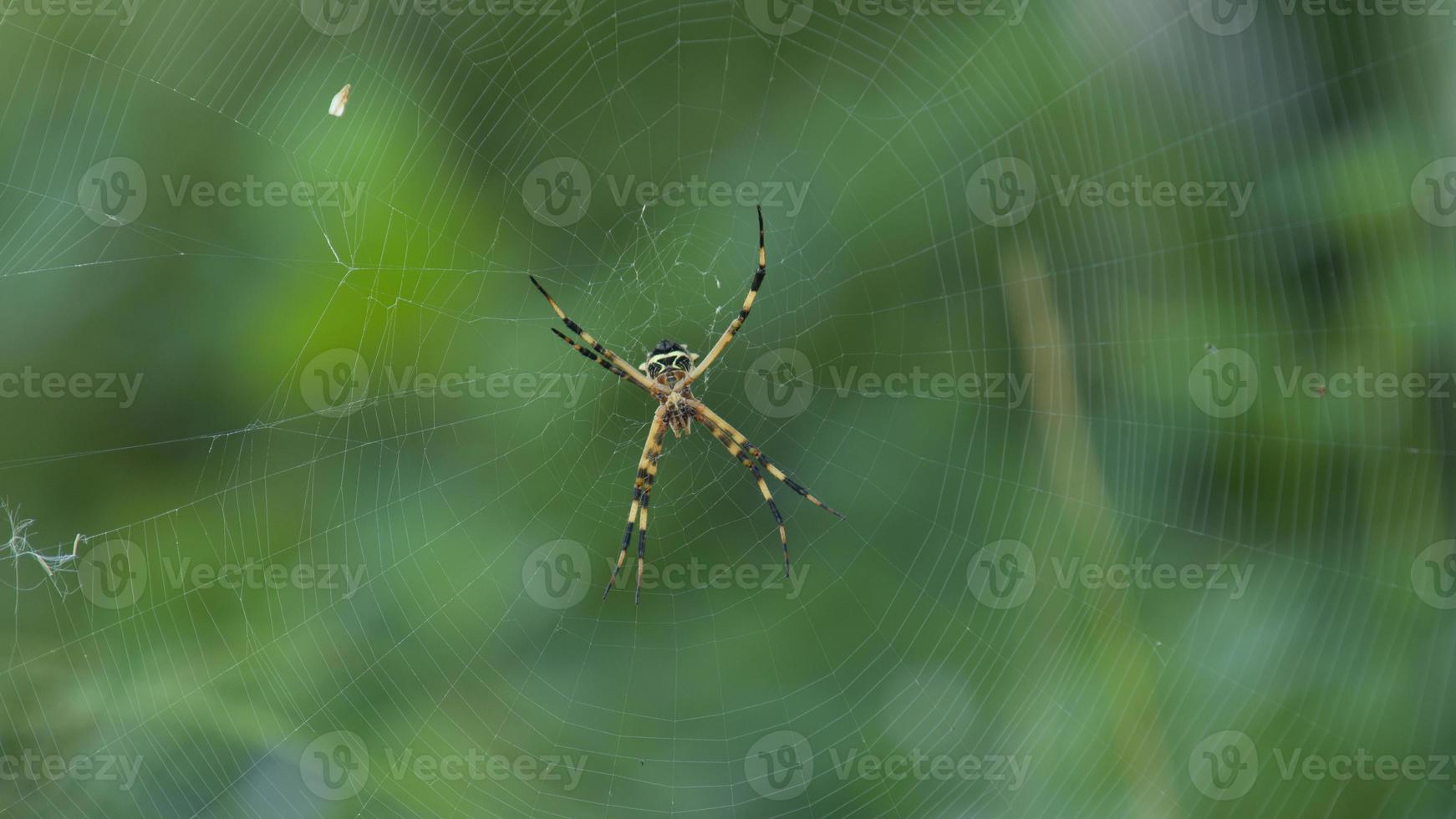 Spider with black and yellow body and legs in the center of its spider web on green background photo