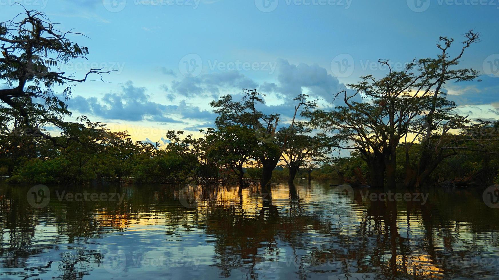 Yellow sunset in the flooded forest inside Cuyabeno lagoon in the Ecuadorian Amazon with blue sky and yellow reflections on water photo