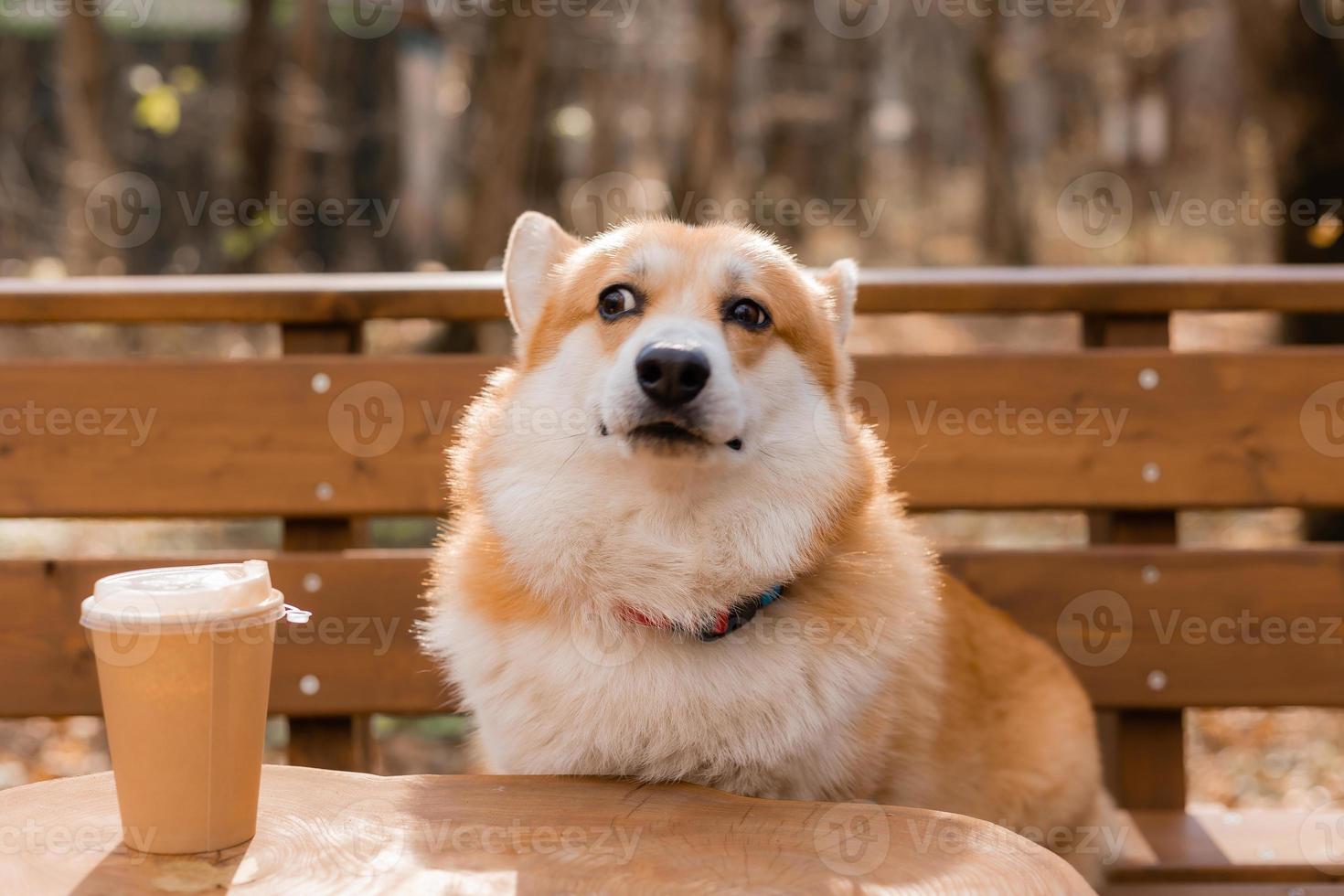 lindo perro corgi en un paseo en otoño en una cafetería en la veranda tomando café. cafetería para perros. foto de alta calidad