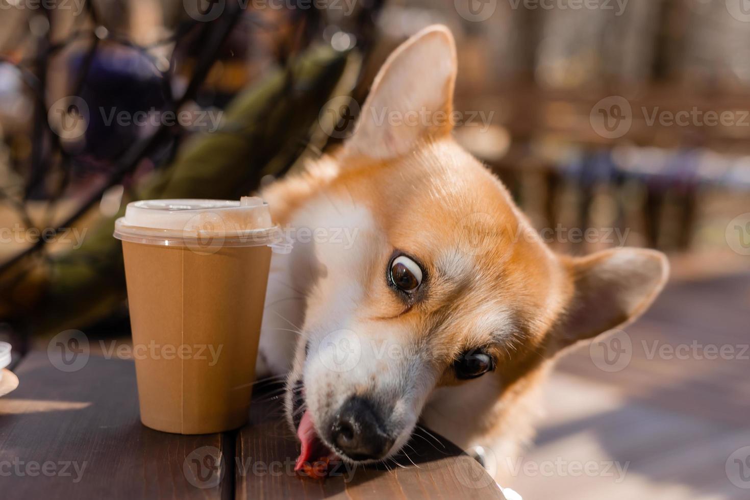 cute corgi dog on a walk in autumn in a coffee shop on the veranda drinking coffee. Dog Friendly Cafe. High quality photo