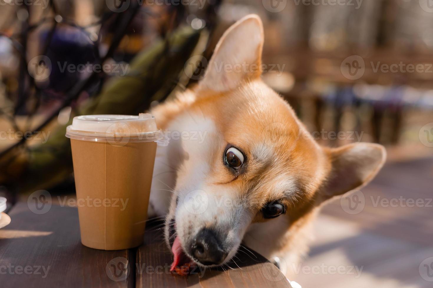 lindo perro corgi en un paseo en otoño en una cafetería en la veranda tomando café. cafetería para perros. foto de alta calidad