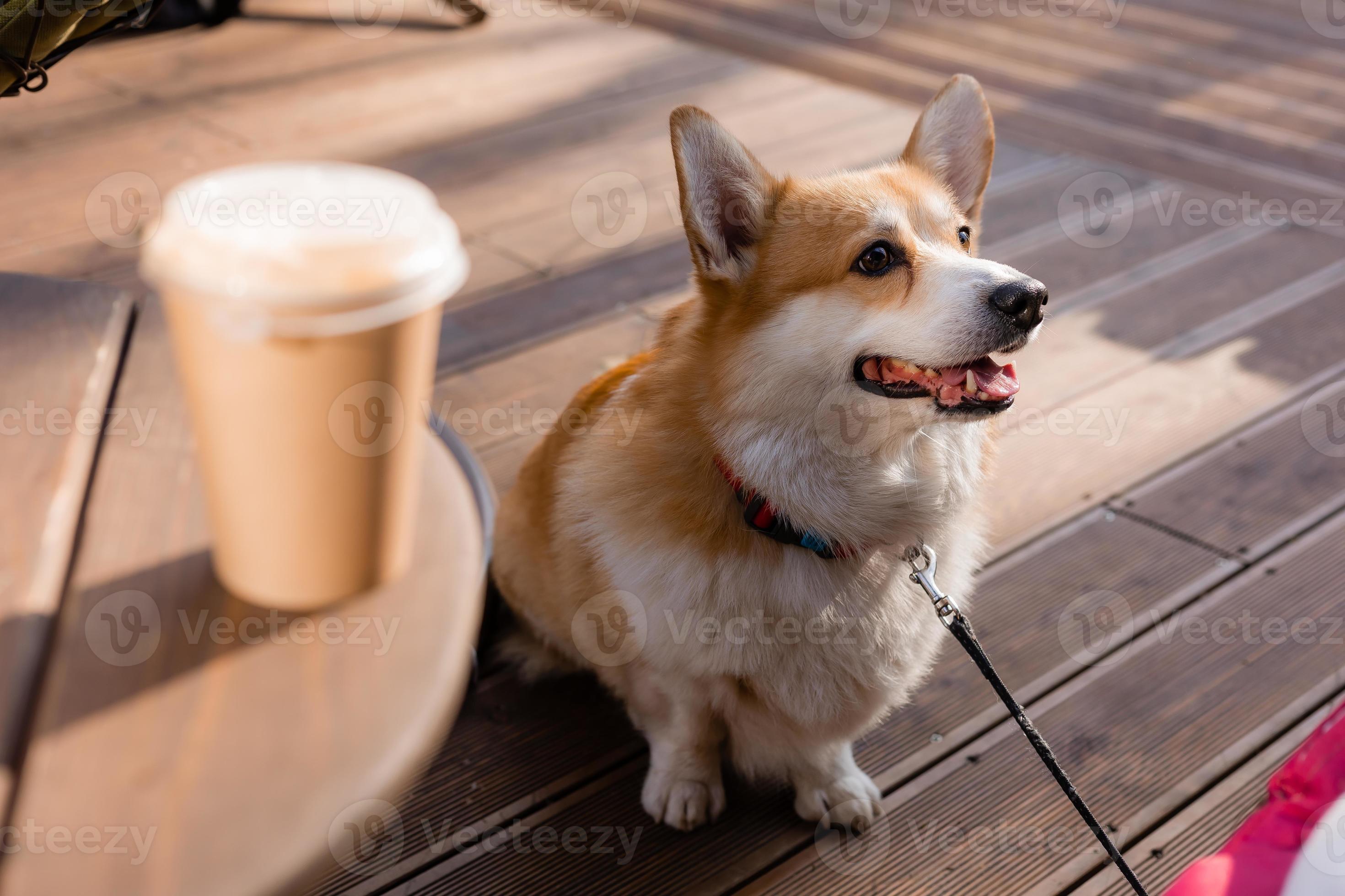 cute dog on a walk in autumn in a coffee shop on the veranda drinking coffee. Dog Friendly