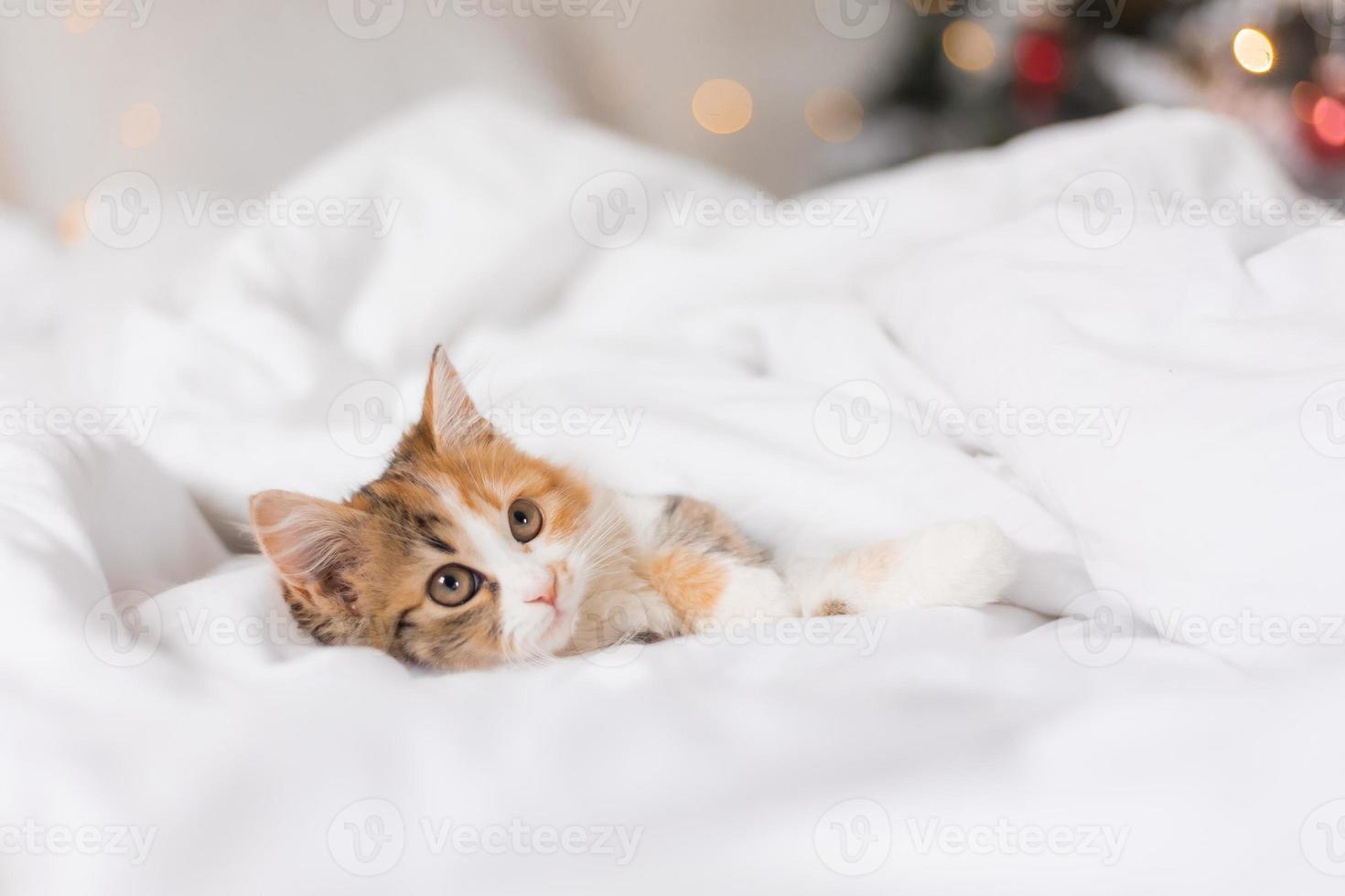 portrait of a cat sleeping in a bed with white linens. Symbol of the year. animals at home, space for text. High quality photo