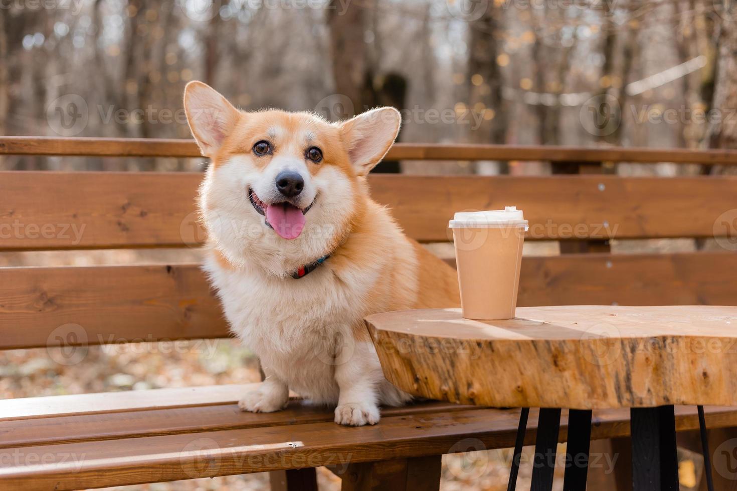 cute corgi dog on a walk in autumn in a coffee shop on the veranda drinking coffee. Dog Friendly Cafe. High quality photo