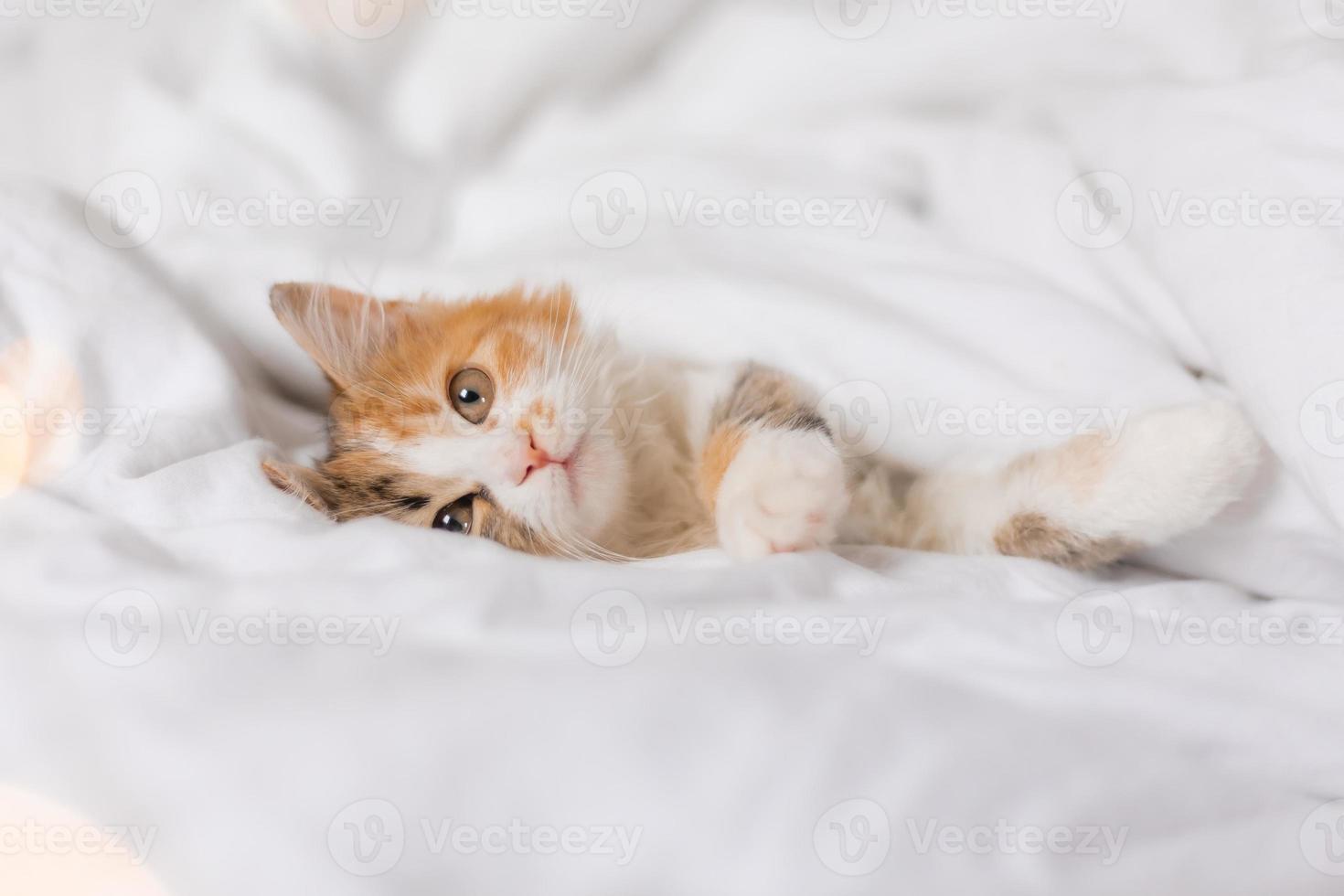 retrato de un gato durmiendo en una cama con sábanas blancas. símbolo del año. animales en casa, espacio para texto. foto de alta calidad