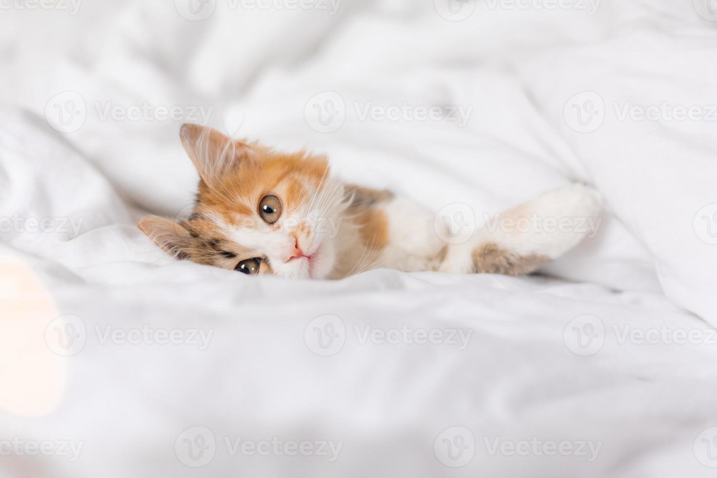 portrait of a cat sleeping in a bed with white linens. Symbol of the year. animals at home, space for text. High quality photo