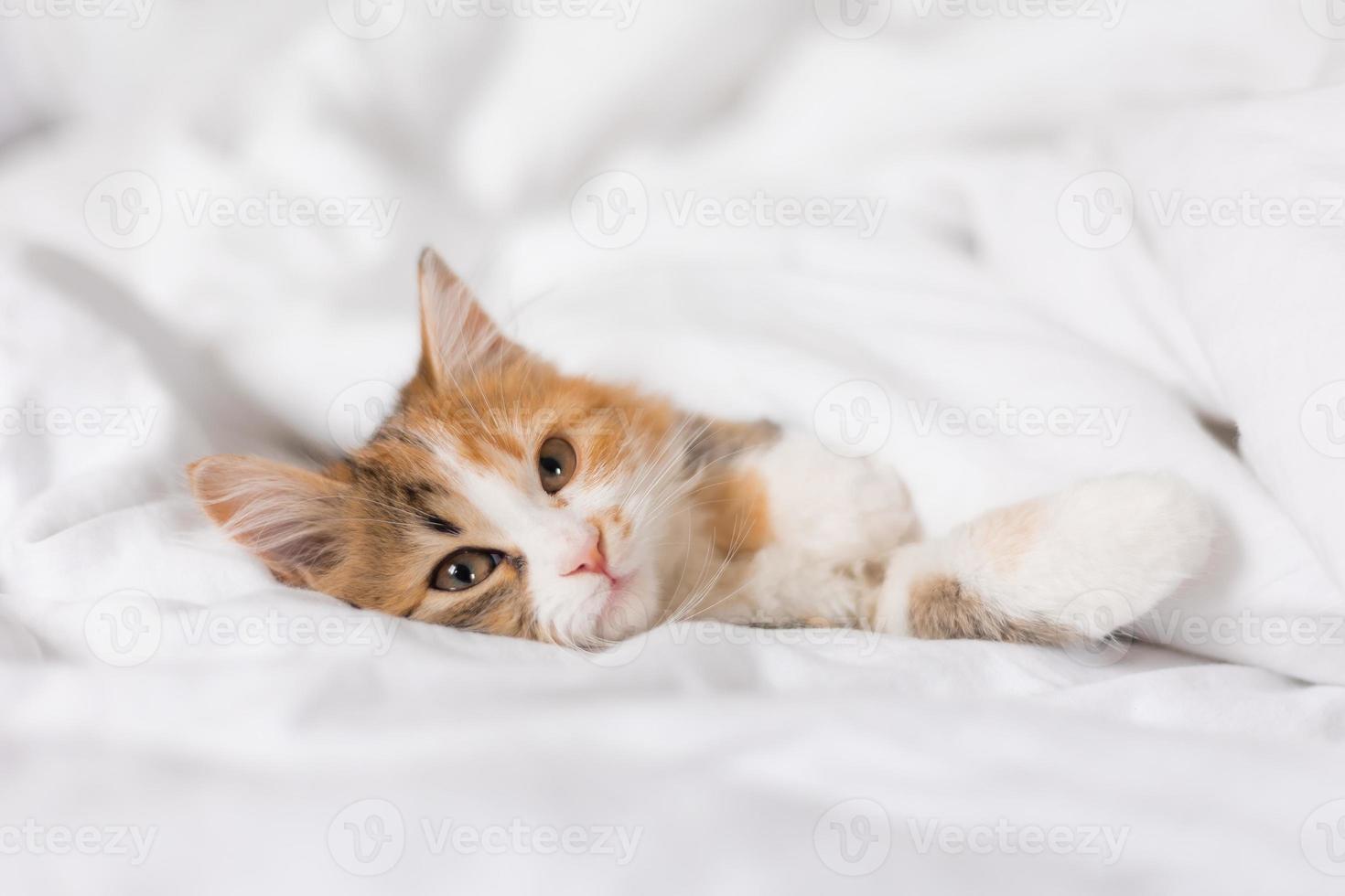 portrait of a cat sleeping in a bed with white linens. Symbol of the year. animals at home, space for text. High quality photo