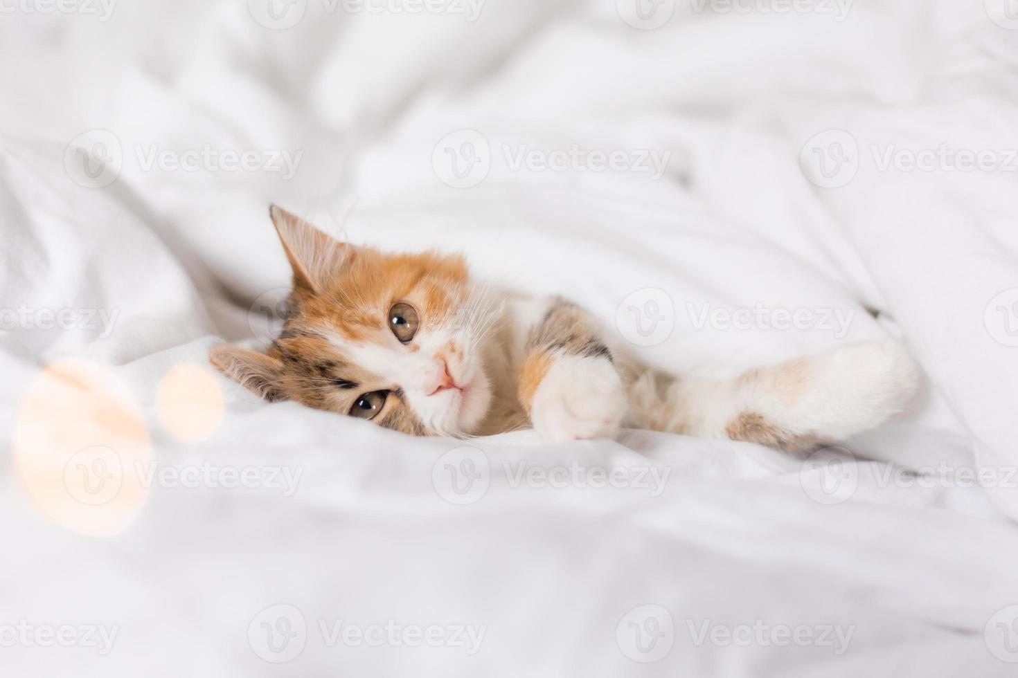 retrato de un gato durmiendo en una cama con sábanas blancas. símbolo del año. animales en casa, espacio para texto. foto de alta calidad