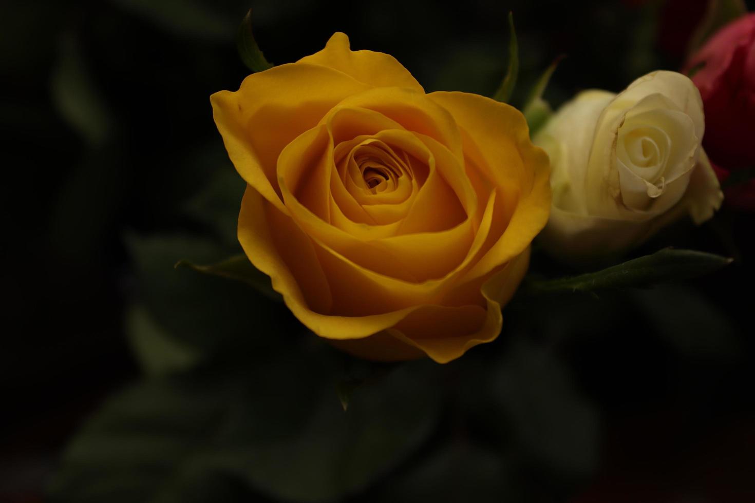 A closer look to a thread of an rose inside of a local house.This image shows in detail some specific patterns photo