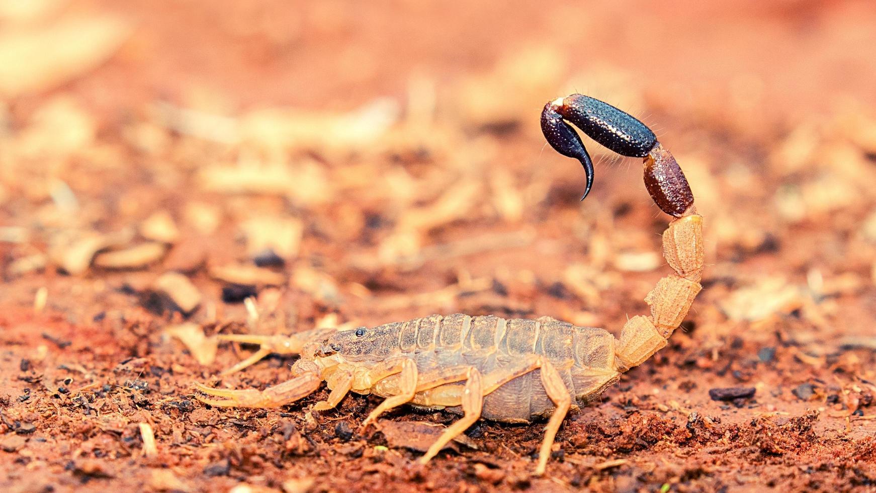 Australian Scorpion With Tail Raised 17600233 Stock Photo at Vecteezy