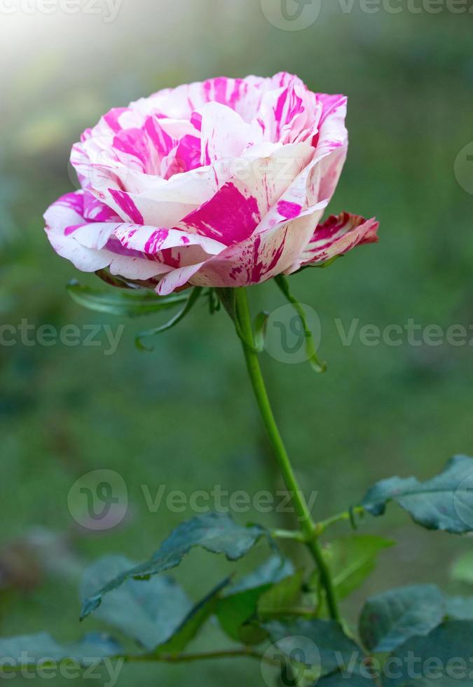 rose flower in a garden photo
