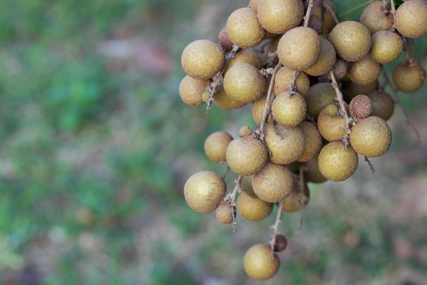 Huertos de longan - frutas tropicales young longan en lamphun, tailandia foto