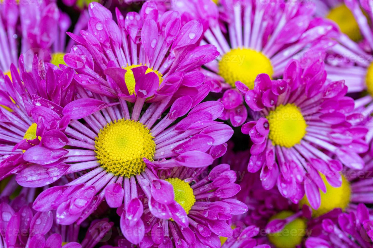 purple chrysanthemums daisy flower photo