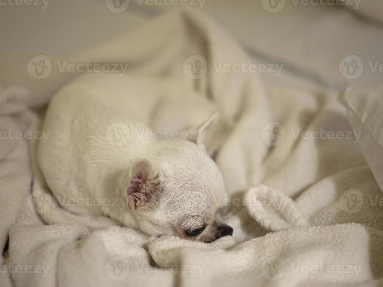 un lindo chihuahua debajo de una manta en la cama soñando dulces sueños. foto