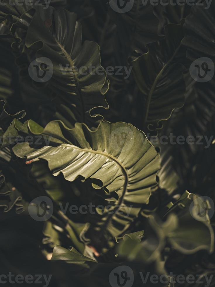 fondo de naturaleza de hoja verde. copiar espacio para texto foto