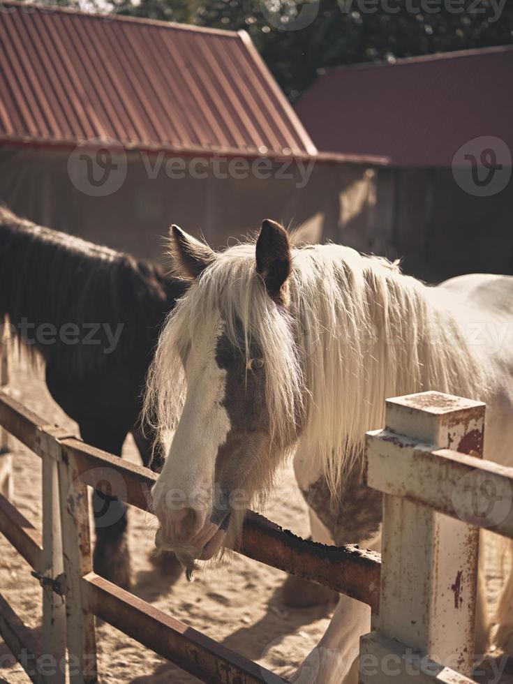 Sunrise  in the farm with beautiful horses . photo