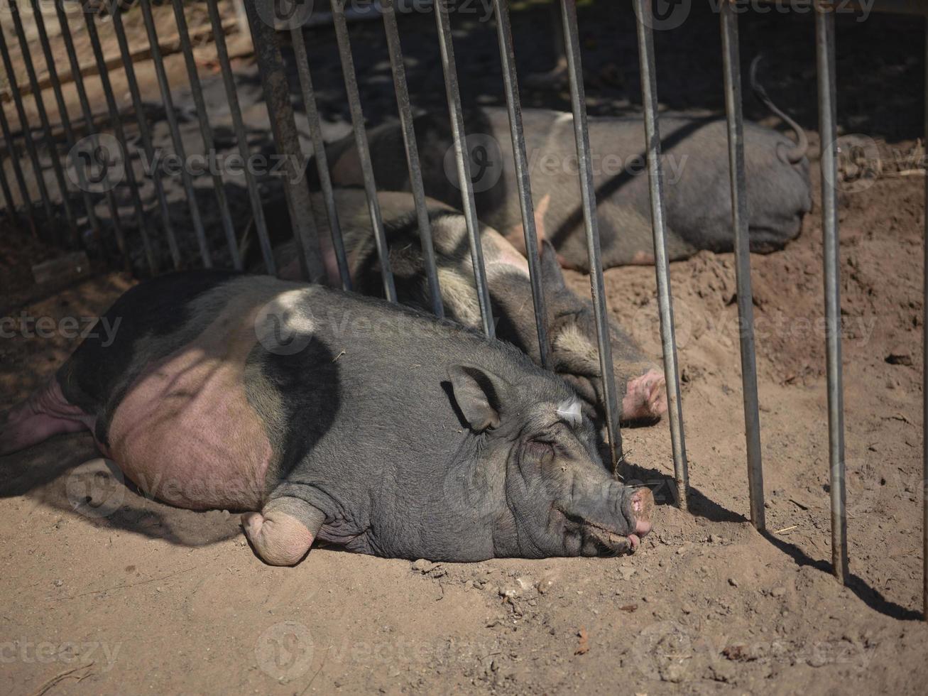 Very lazy, cute and beautiful black  pig . photo