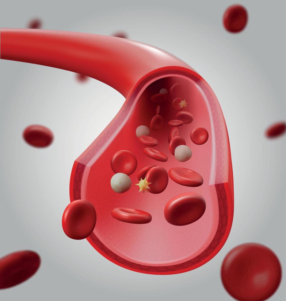 Realistic Detailed 3d Normal Blood Flow. Vector