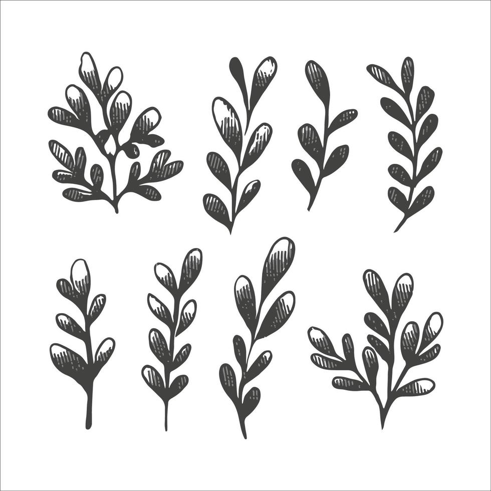collection of forest ferns eucalyptus natural foliage art herbal leaves in silhouette style. Decorative beauty elegant illustration for hand drawn floral design vector