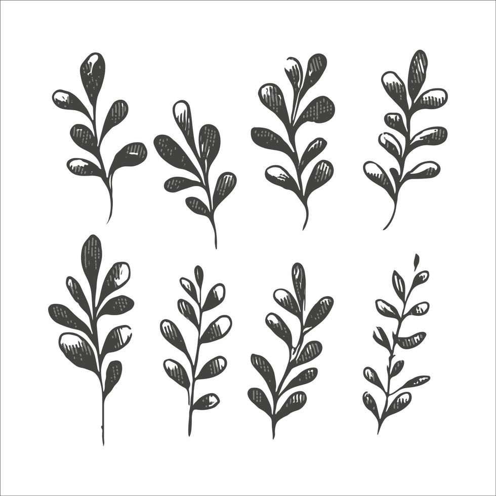 collection of forest ferns eucalyptus natural foliage art herbal leaves in silhouette style. Decorative beauty elegant illustration for hand drawn floral design vector